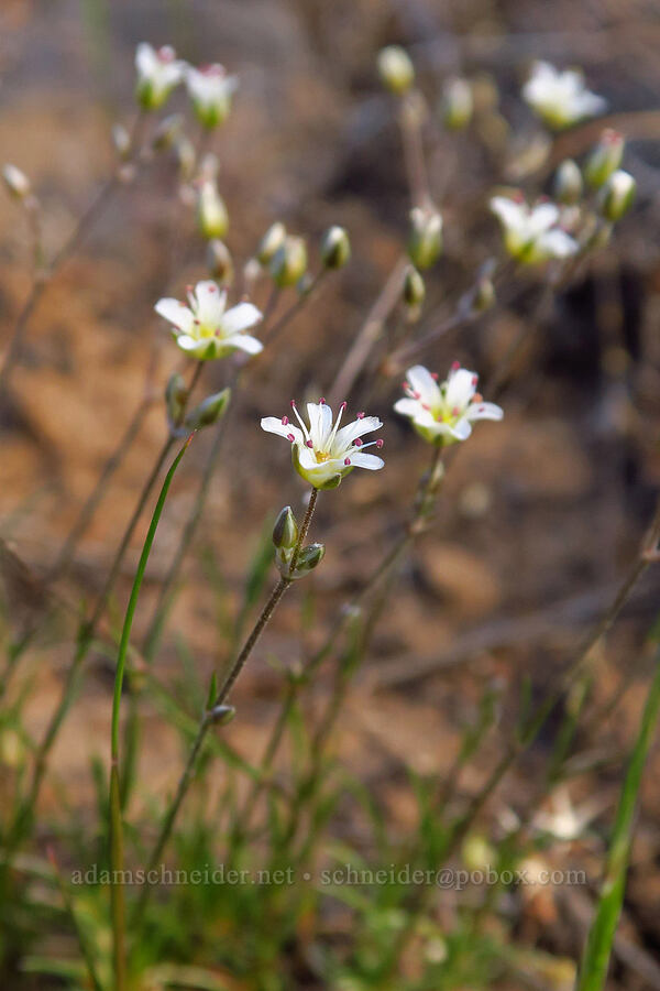 slender mountain sandwort (Eremogone capillaris (Arenaria capillaris)) [Tygh Creek Trail, Mt. Hood National Forest, Wasco County, Oregon]