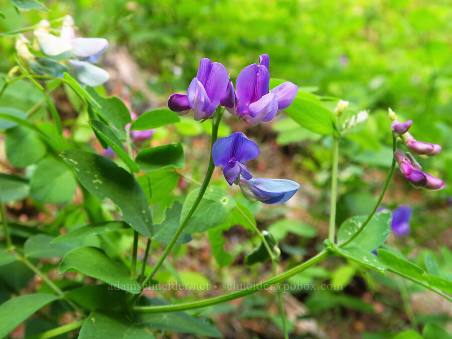 Sierra pea-vine (Lathyrus nevadensis) [Tygh Creek Trail, Mt. Hood National Forest, Wasco County, Oregon]