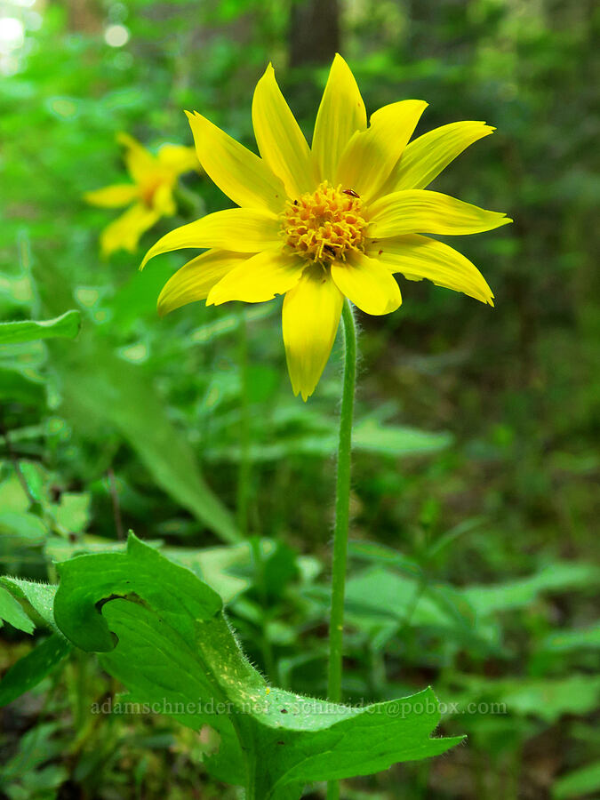 heart-leaf arnica (Arnica cordifolia) [Tygh Creek Trail, Mt. Hood National Forest, Wasco County, Oregon]