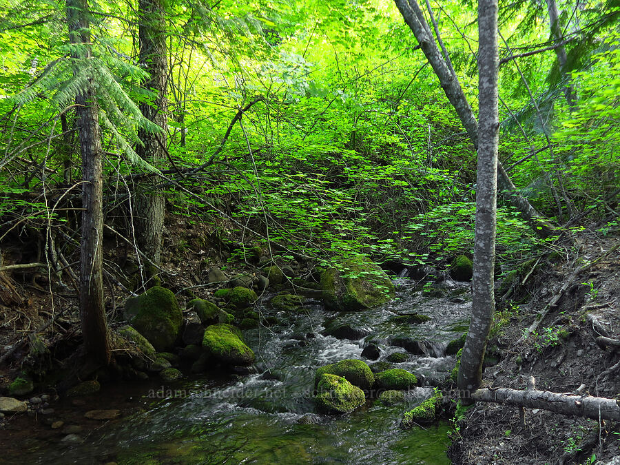 Tygh Creek [Tygh Creek Trail, Mt. Hood National Forest, Wasco County, Oregon]