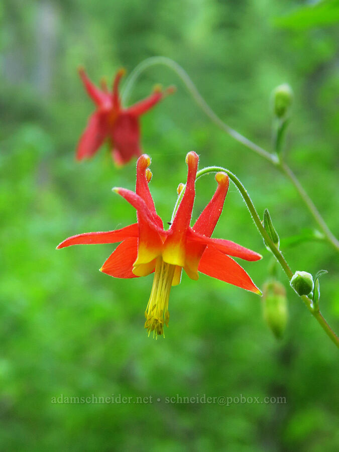 western columbine (Aquilegia formosa) [Bonney Crossing Campground, Mt. Hood National Forest, Wasco County, Oregon]