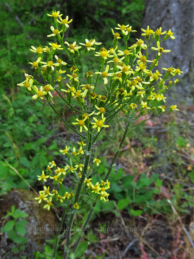 cream-colored western groundsel (Senecio integerrimus) [Bonney Crossing Campground, Mt. Hood National Forest, Wasco County, Oregon]