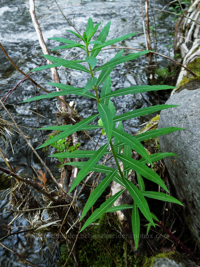 fireweed leaves (Chamerion angustifolium (Chamaenerion angustifolium) (Epilobium angustifolium)) [Bonney Crossing Campground, Mt. Hood National Forest, Wasco County, Oregon]