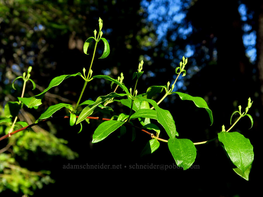 Lewis' mock-orange, budding (Philadelphus lewisii) [Bonney Crossing Campground, Mt. Hood National Forest, Wasco County, Oregon]