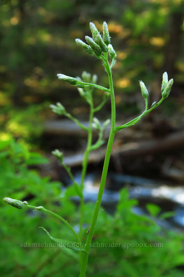 raceme pussy-toes, female flowers (Antennaria racemosa) [Bonney Crossing Campground, Mt. Hood National Forest, Wasco County, Oregon]