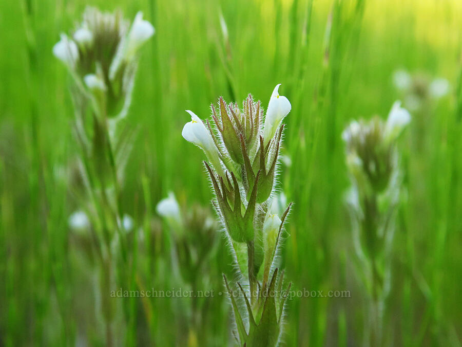 hairy paintbrush (Castilleja tenuis (Orthocarpus hispidus)) [Forest Road 4810, Mt. Hood National Forest, Wasco County, Oregon]