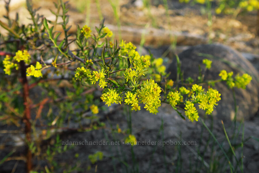 yellow mustard-family plant [Forest Road 4810, Mt. Hood National Forest, Wasco County, Oregon]