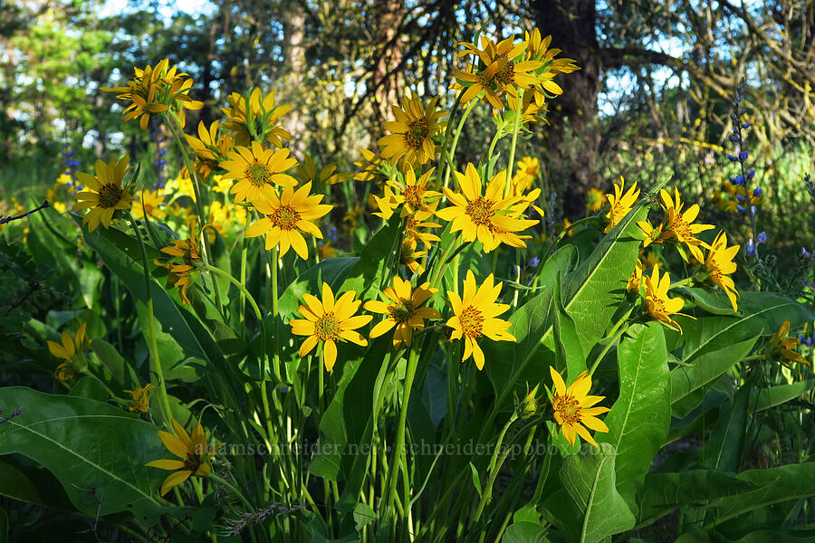 Carey's balsamroot (Balsamorhiza careyana) [Forest Road 4810, Mt. Hood National Forest, Wasco County, Oregon]