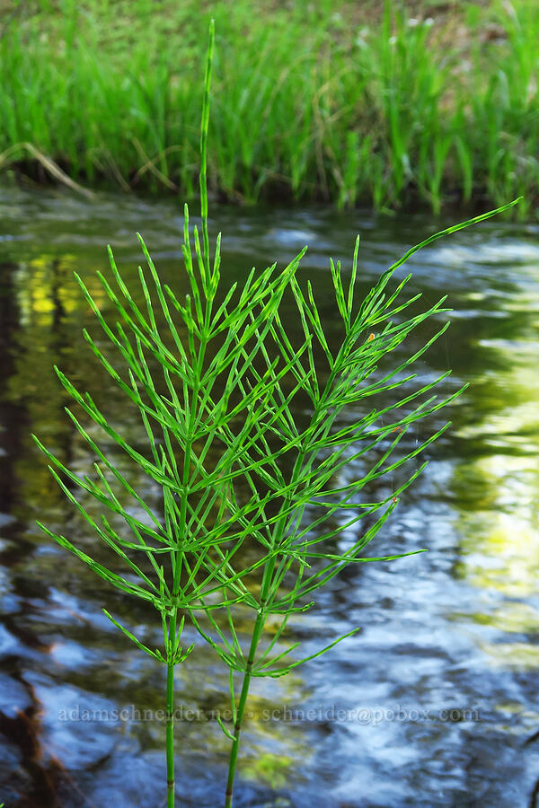 field horsetail (Equisetum arvense) [Rock Creek Campground, Mt. Hood National Forest, Wasco County, Oregon]