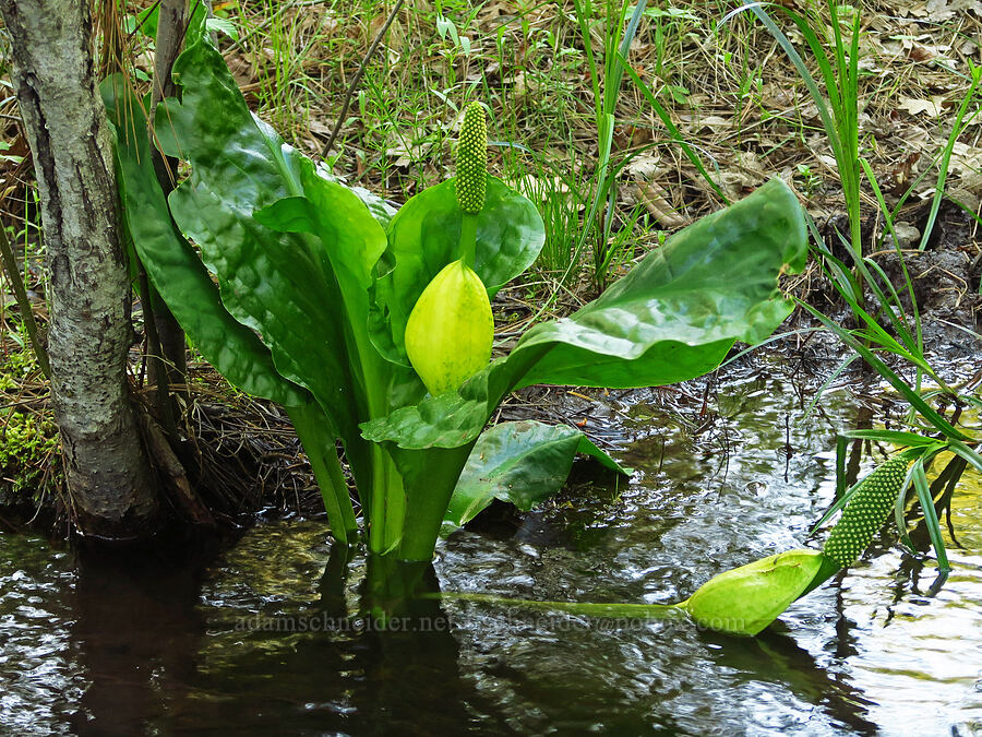 skunk cabbage (Lysichiton americanus) [Rock Creek Campground, Mt. Hood National Forest, Wasco County, Oregon]