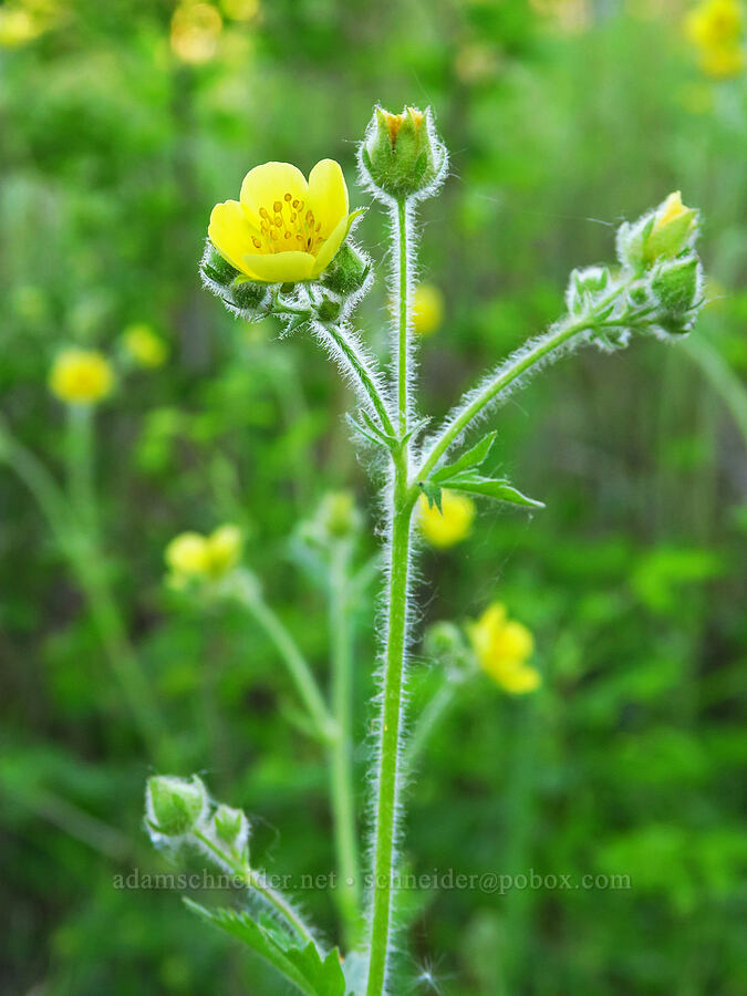 sticky cinquefoil (which?) (Drymocallis sp. (Potentilla glandulosa)) [Rock Creek Campground, Mt. Hood National Forest, Wasco County, Oregon]