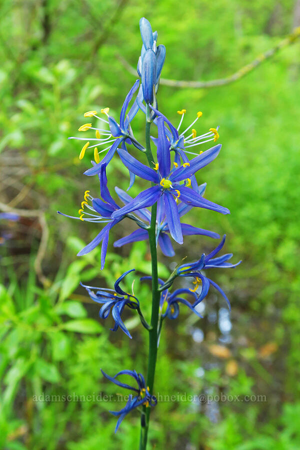 camas (Camassia quamash ssp. breviflora) [Rock Creek Campground, Mt. Hood National Forest, Wasco County, Oregon]