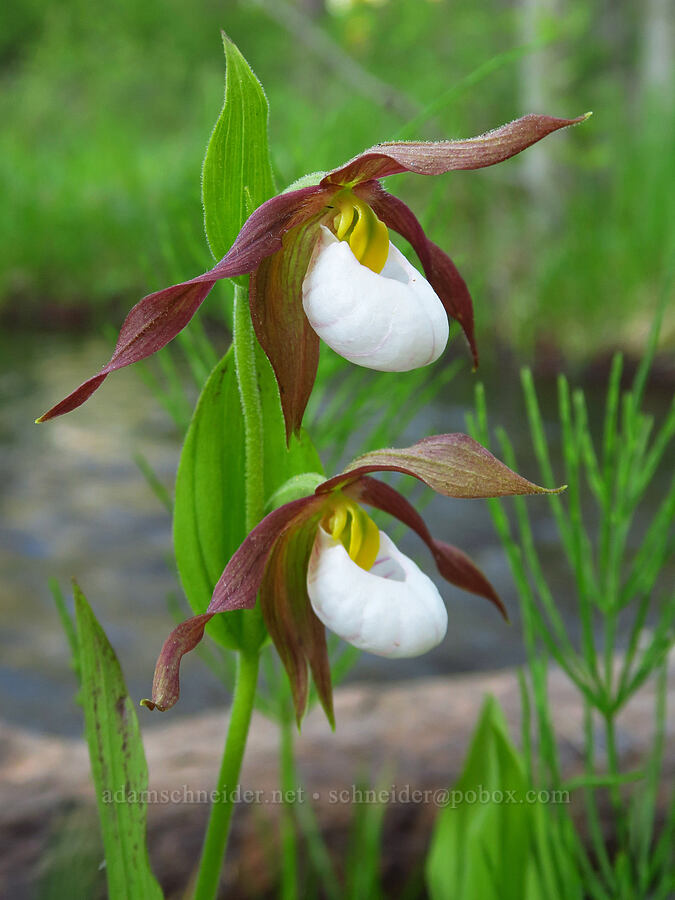 mountain lady's-slipper orchids (Cypripedium montanum) [Rock Creek Campground, Mt. Hood National Forest, Wasco County, Oregon]