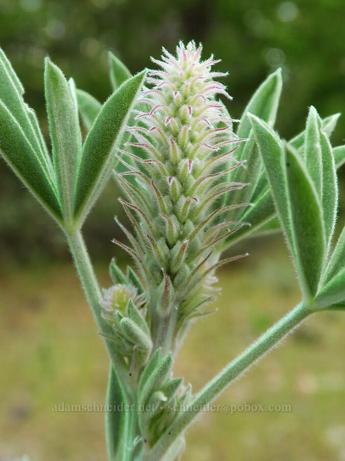 velvet lupine, budding (Lupinus leucophyllus) [Forest Road 4820, Mt. Hood National Forest, Wasco County, Oregon]