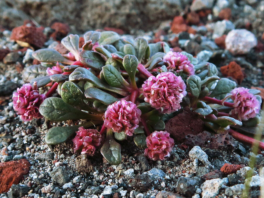 pussy-paws (Calyptridium umbellatum (Cistanthe umbellata)) [White River Sno-Park, Mt. Hood National Forest, Hood River County, Oregon]