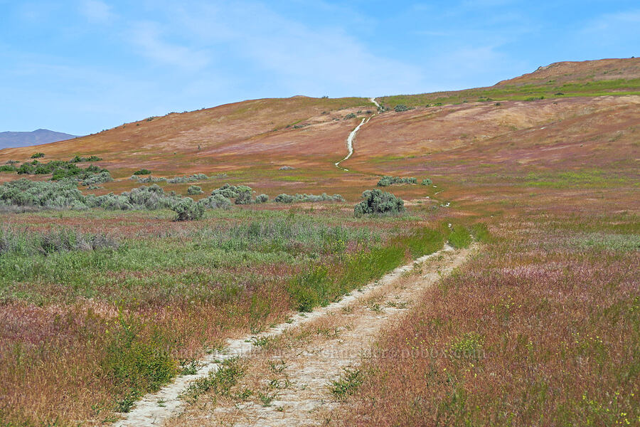 trail up to the White Bluffs [Hanford Reach North Trailhead, Hanford Reach National Monument, Franklin County, Washington]