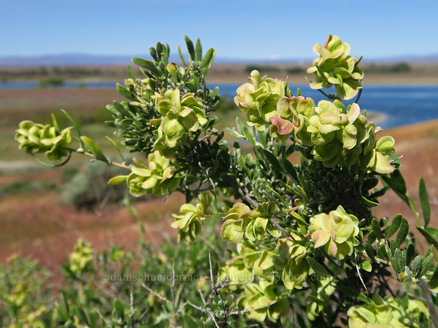 spiny hop-sage (Grayia spinosa (Atriplex spinosa)) [White Bluffs, Hanford Reach National Monument, Grant County, Washington]