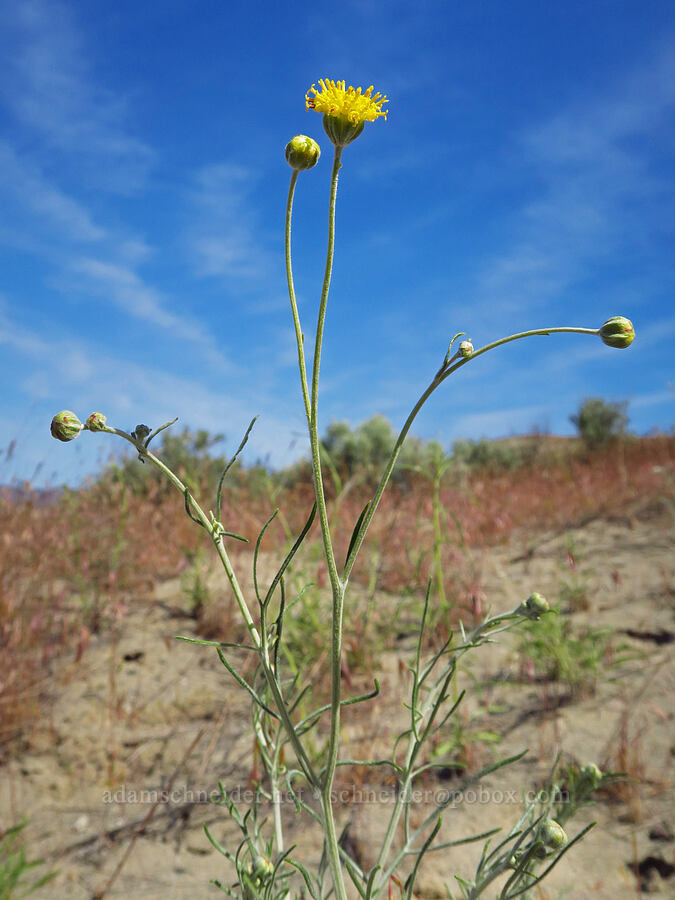 Columbia cut-leaf (thread-leaf sunflower) (Hymenopappus filifolius) [White Bluffs, Hanford Reach National Monument, Grant County, Washington]