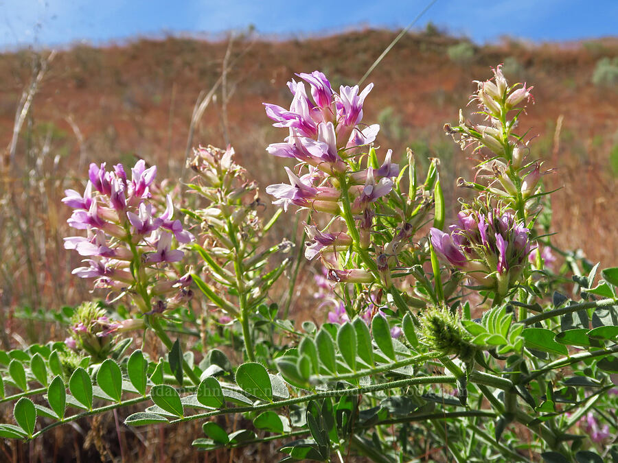 Columbia milk-vetch (Astragalus succumbens) [White Bluffs, Hanford Reach National Monument, Grant County, Washington]