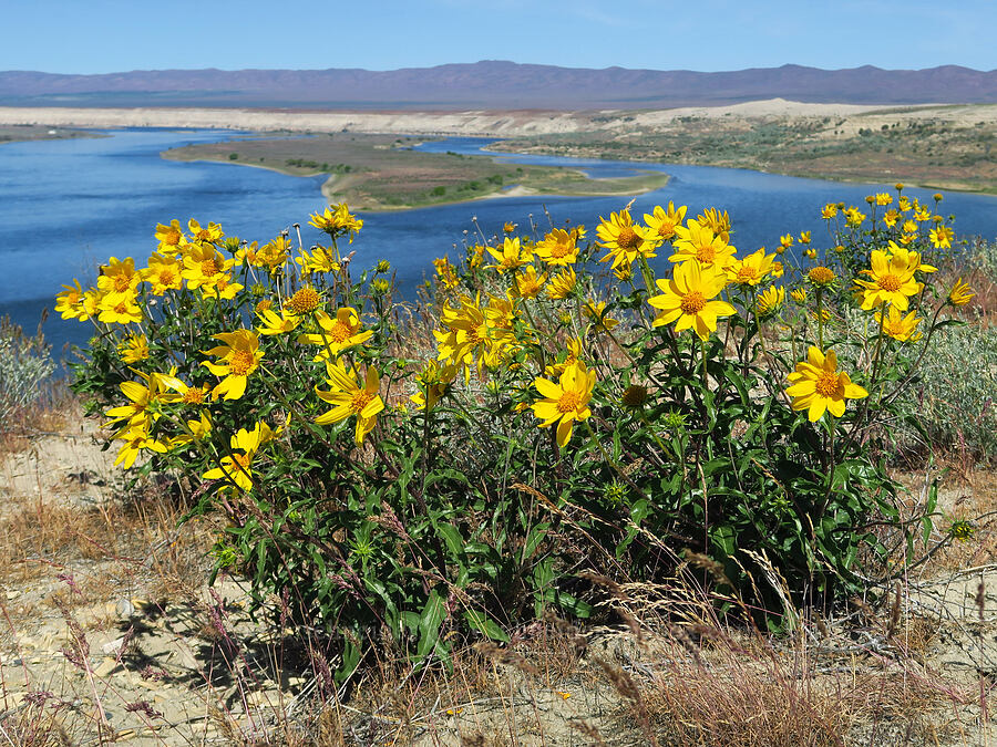 Cusick's sunflower (Helianthus cusickii) [White Bluffs, Hanford Reach National Monument, Grant County, Washington]