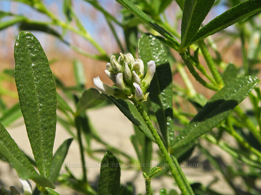 lemon scurf-pea, budding (Ladeania lanceolata (Psoralidium lanceolatum)) [White Bluffs, Hanford Reach National Monument, Grant County, Washington]