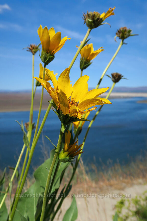 Carey's balsamroot (Balsamorhiza careyana) [White Bluffs, Hanford Reach National Monument, Grant County, Washington]