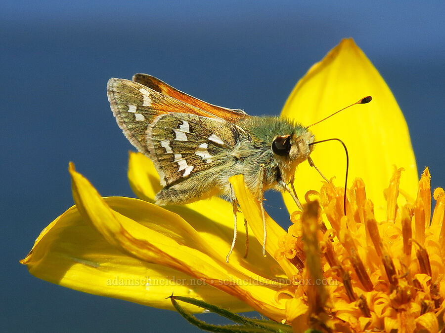 Yuba skipper butterfly & Cusick's sunflower (Hesperia juba, Helianthus cusickii) [White Bluffs, Hanford Reach National Monument, Grant County, Washington]