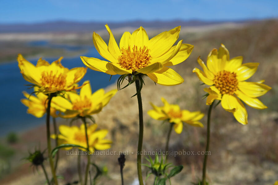 Cusick's sunflower (Helianthus cusickii) [White Bluffs, Hanford Reach National Monument, Grant County, Washington]