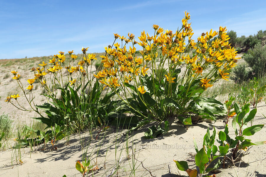 Carey's balsamroot (Balsamorhiza careyana) [White Bluffs, Hanford Reach National Monument, Grant County, Washington]