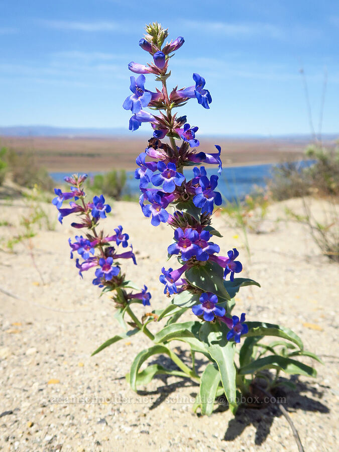 sand-dune penstemon (Penstemon acuminatus var. acuminatus) [White Bluffs, Hanford Reach National Monument, Grant County, Washington]