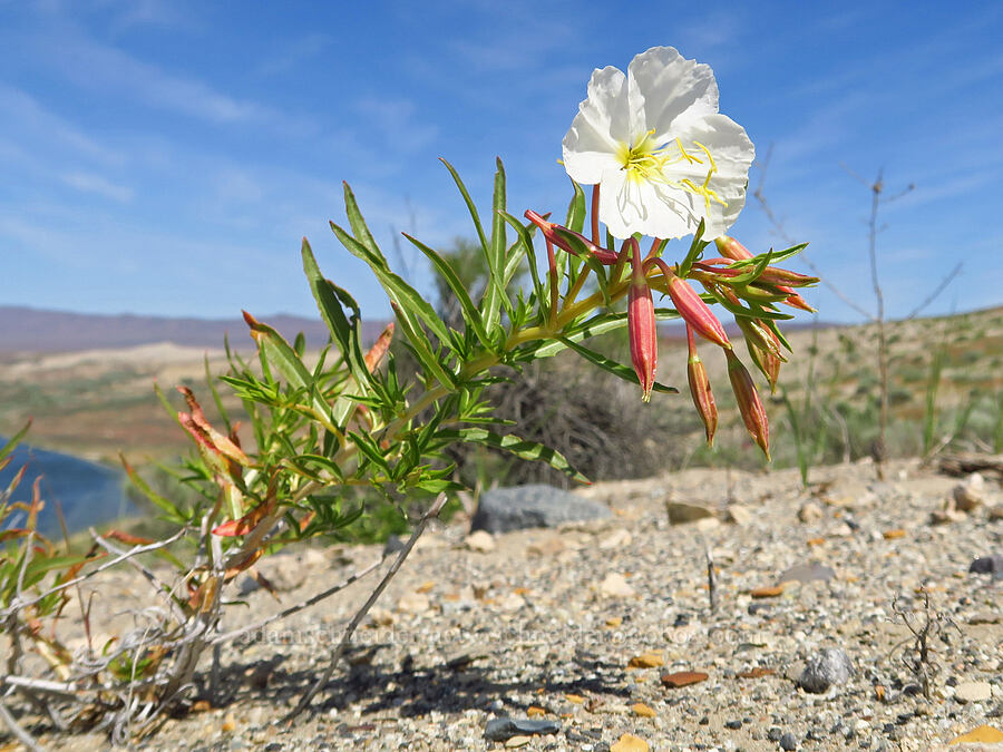 pale evening-primrose (Oenothera pallida) [White Bluffs, Hanford Reach National Monument, Grant County, Washington]