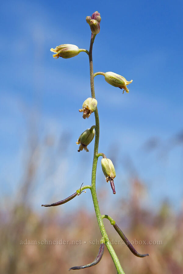 long-beaked fiddle-mustard (Streptanthella longirostris (Streptanthus longirostris)) [White Bluffs, Hanford Reach National Monument, Grant County, Washington]