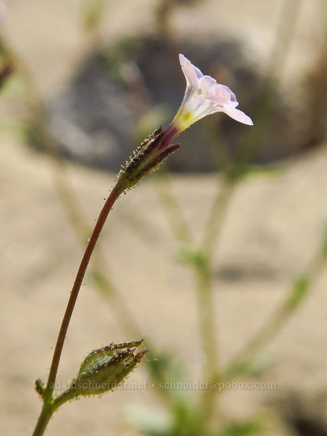 rosy gilia (Gilia sinuata) [White Bluffs, Hanford Reach National Monument, Grant County, Washington]