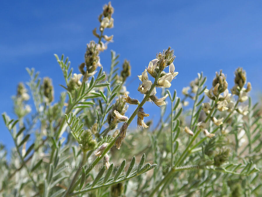 buckwheat milk-vetch (Astragalus caricinus) [White Bluffs, Hanford Reach National Monument, Grant County, Washington]