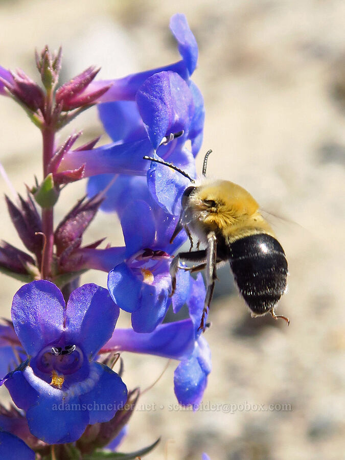 mountain digger bee on sand-dune penstemon (Habropoda sp., Penstemon acuminatus var. acuminatus) [White Bluffs, Hanford Reach National Monument, Grant County, Washington]