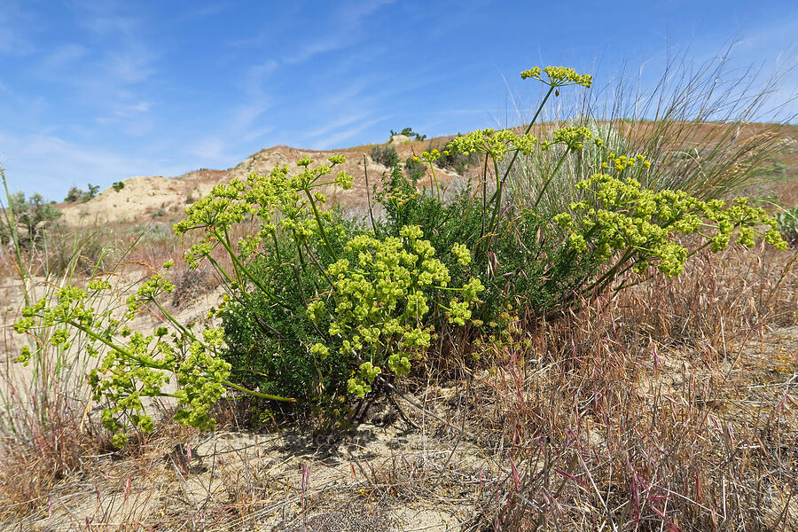 turpentine spring-parsley, going to seed (Cymopterus terebinthinus (Pteryxia terebinthina)) [White Bluffs, Hanford Reach National Monument, Grant County, Washington]