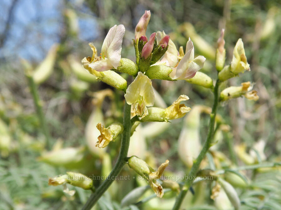 stalked-pod milk-vetch (Astragalus sclerocarpus) [White Bluffs, Hanford Reach National Monument, Grant County, Washington]