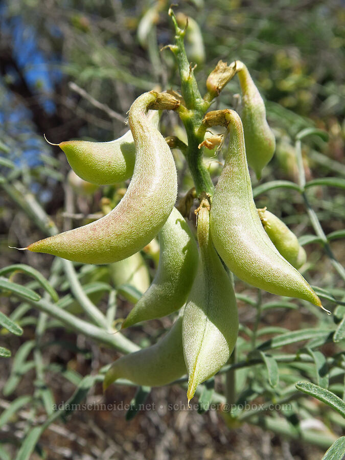 stalked-pod milk-vetch pods (Astragalus sclerocarpus) [White Bluffs, Hanford Reach National Monument, Grant County, Washington]