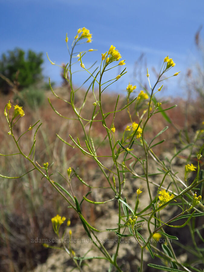 tansy-mustard (Descurainia sp.) [White Bluffs, Hanford Reach National Monument, Grant County, Washington]