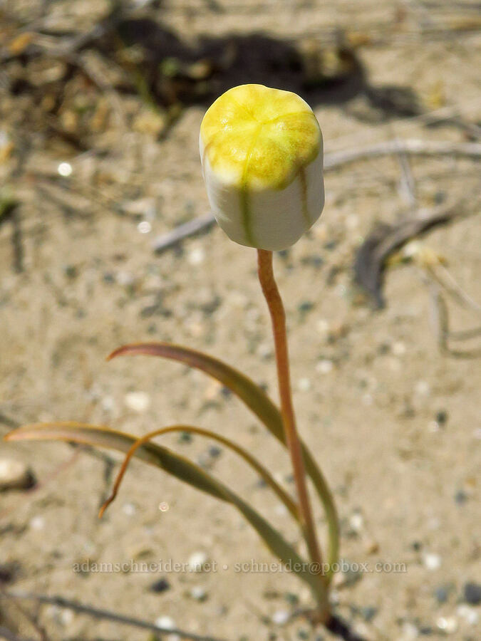 yellow bells, going to seed (Fritillaria pudica) [White Bluffs, Hanford Reach National Monument, Grant County, Washington]