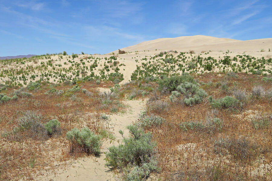 sand dunes & sagebrush [White Bluffs, Hanford Reach National Monument, Grant County, Washington]