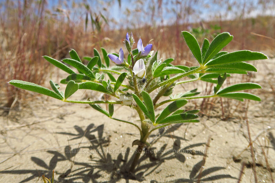 low lupine (Lupinus pusillus ssp. intermontanus) [White Bluffs, Hanford Reach National Monument, Grant County, Washington]