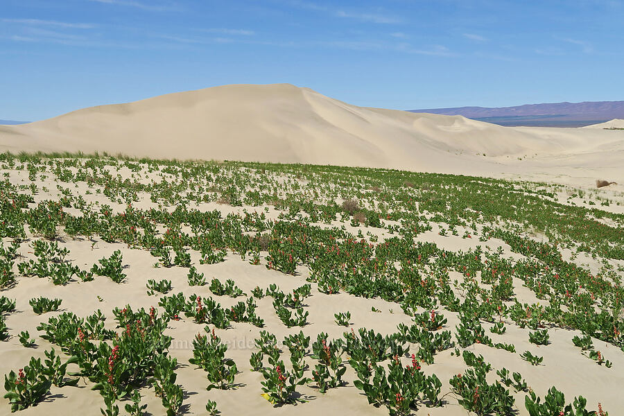 sand dunes & veiny dock (Rumex venosus) [White Bluffs, Hanford Reach National Monument, Grant County, Washington]