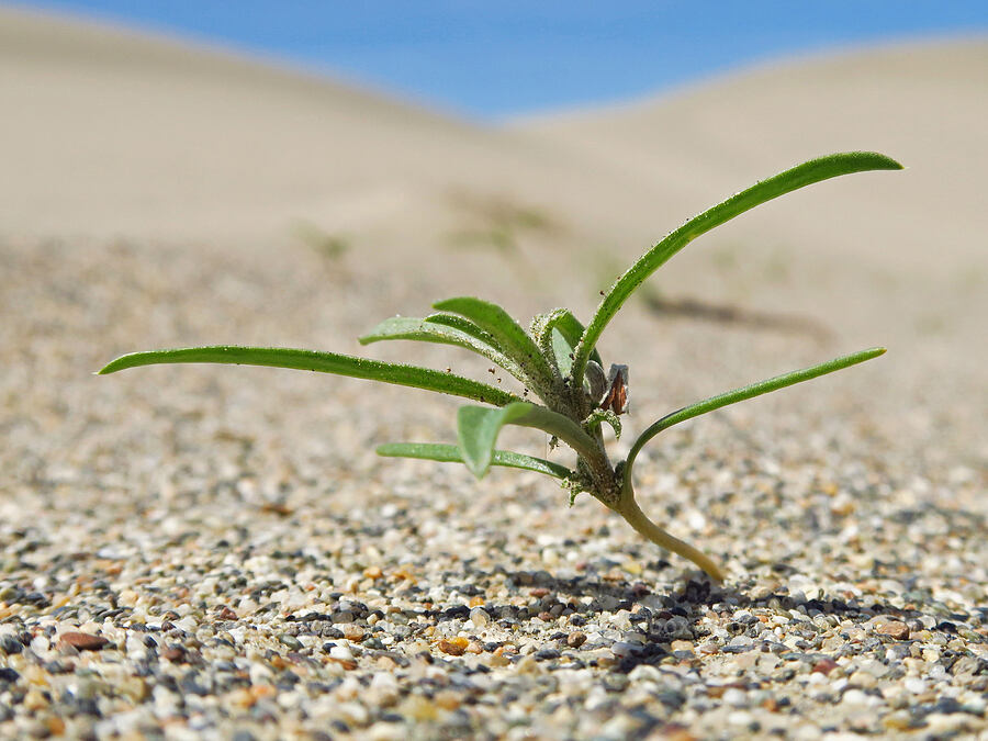 mystery dune plant [White Bluffs, Hanford Reach National Monument, Grant County, Washington]