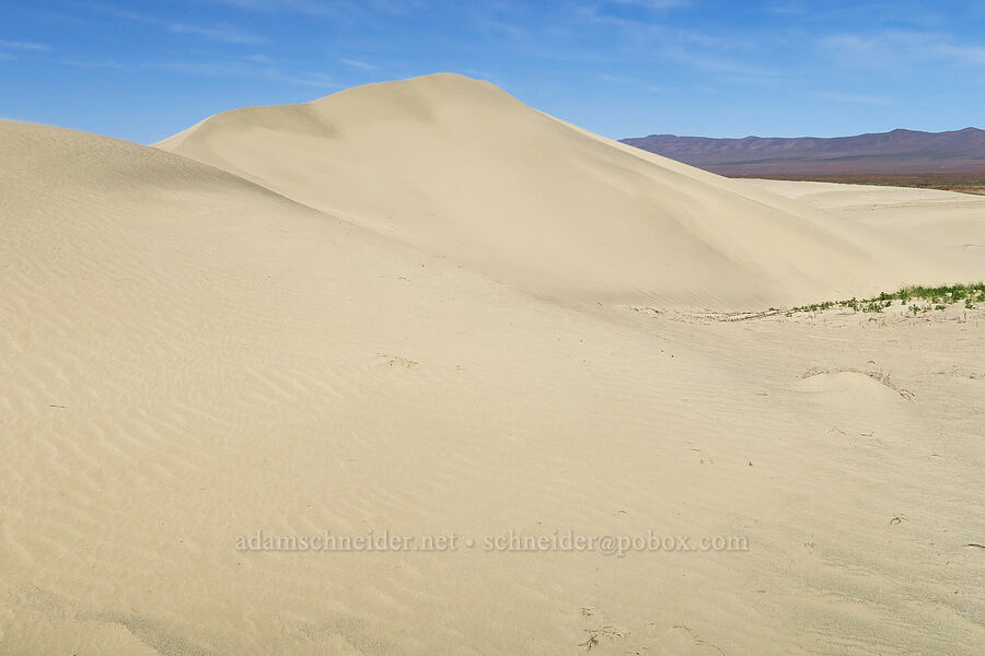 sand dunes [White Bluffs, Hanford Reach National Monument, Grant County, Washington]