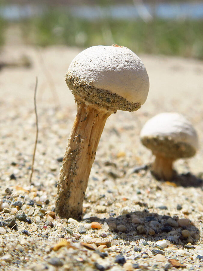 stalked puffball mushrooms (Tulostoma sp.) [White Bluffs, Hanford Reach National Monument, Grant County, Washington]