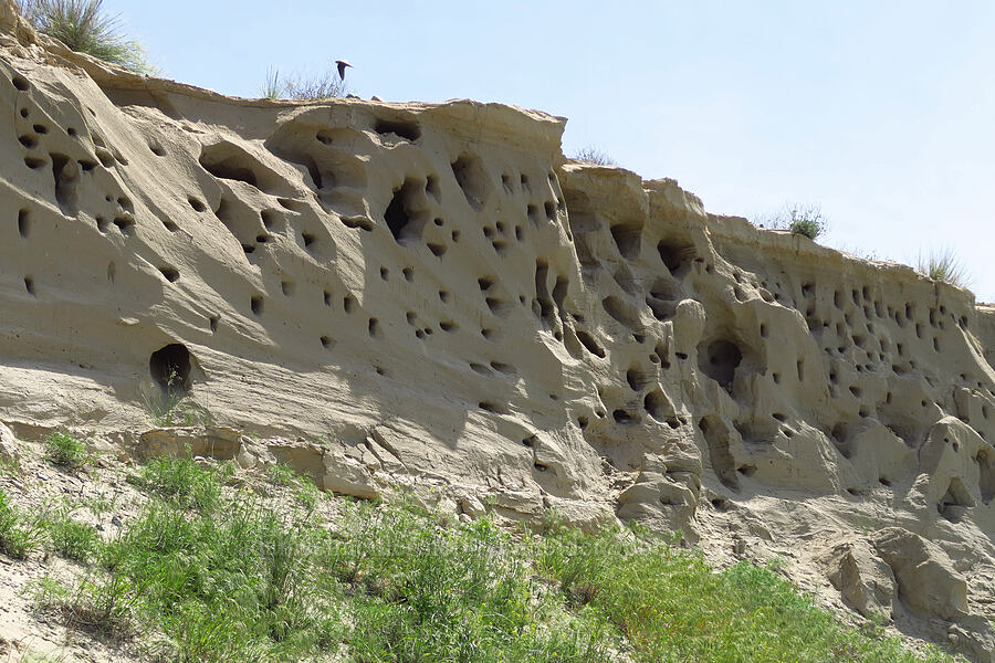 bank swallow nests (Riparia riparia) [White Bluffs, Hanford Reach National Monument, Grant County, Washington]