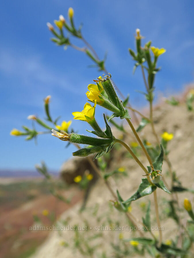 white-stem blazing-star (Mentzelia albicaulis) [White Bluffs, Hanford Reach National Monument, Grant County, Washington]