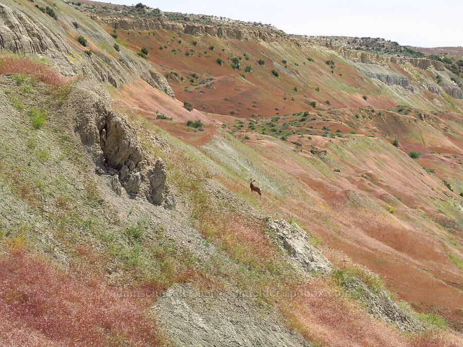 mule deer (Odocoileus hemionus) [White Bluffs, Hanford Reach National Monument, Grant County, Washington]