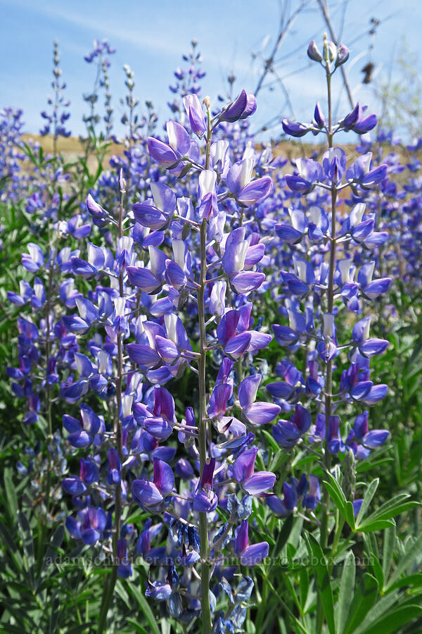 lupine (Lupinus sp.) [below White Bluffs, Hanford Reach National Monument, Grant County, Washington]